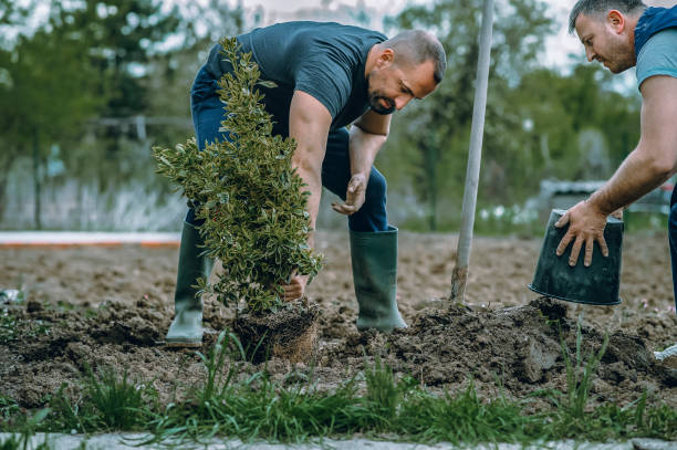 How Our Tree Care Process Works  in  Muscoy, CA