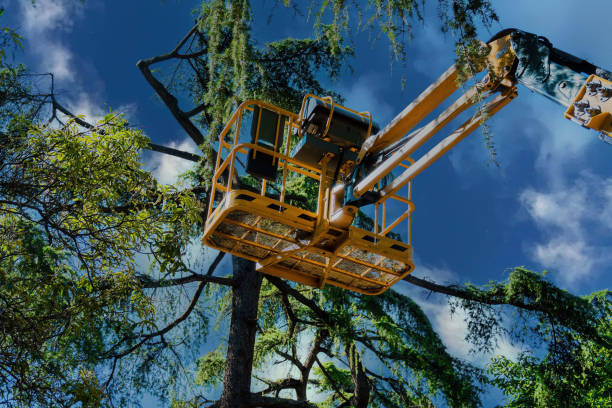How Our Tree Care Process Works  in  Muscoy, CA