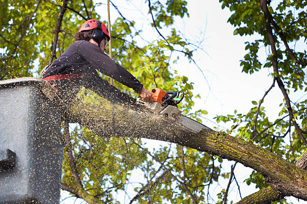 Professional Tree Services in Muscoy, CA